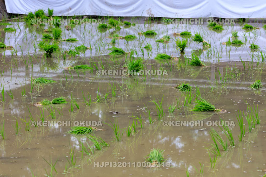 大阪府　住吉大社　御田植神事の御田