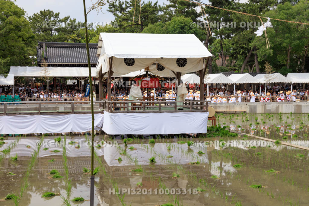 大阪府　住吉大社　御田植神事