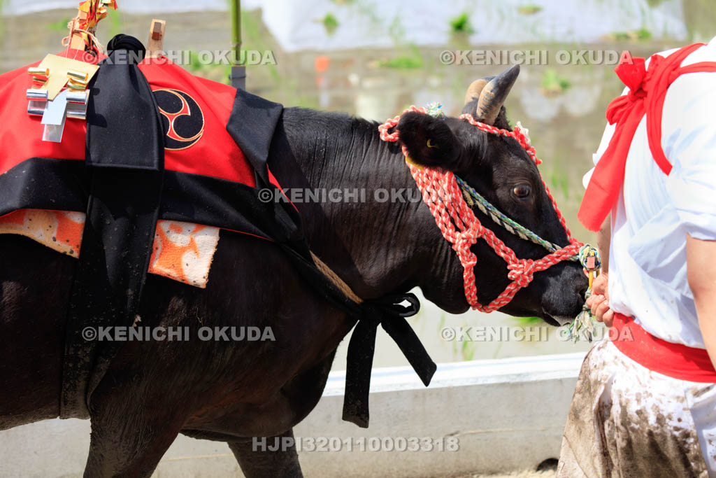 大阪府　住吉大社　御田植神事の神牛
