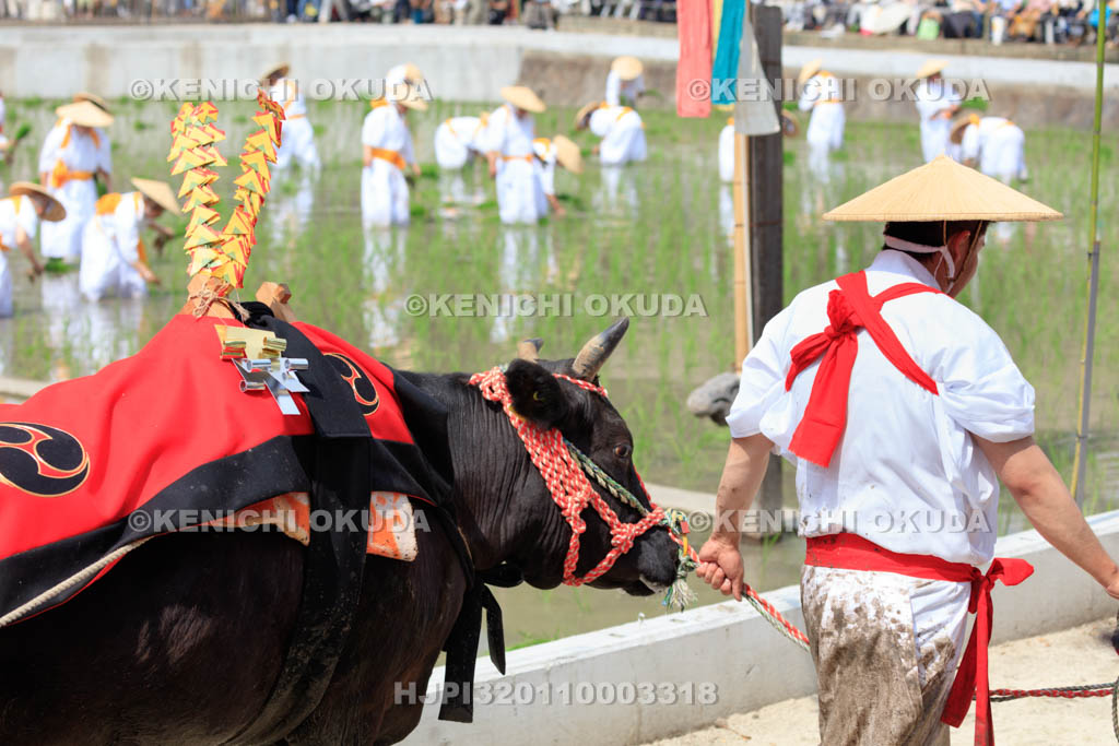 大阪府　住吉大社　御田植神事の神牛