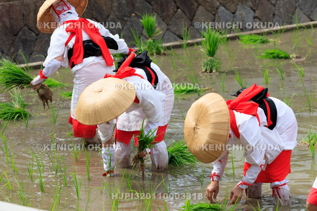 大阪府　住吉大社　御田植神事の替植女