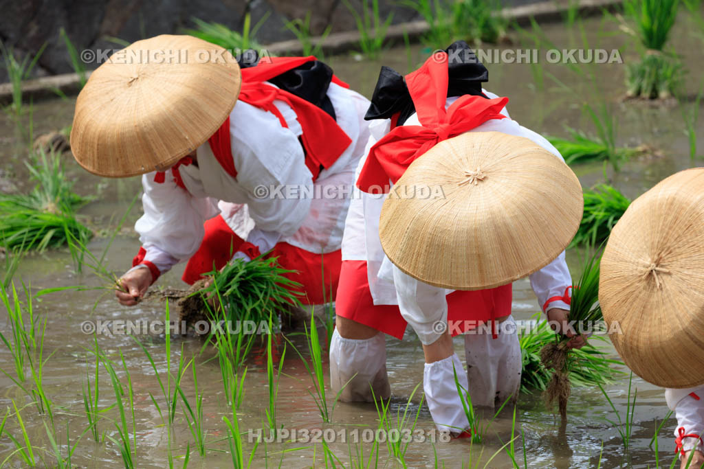 大阪府　住吉大社　御田植神事の替植女