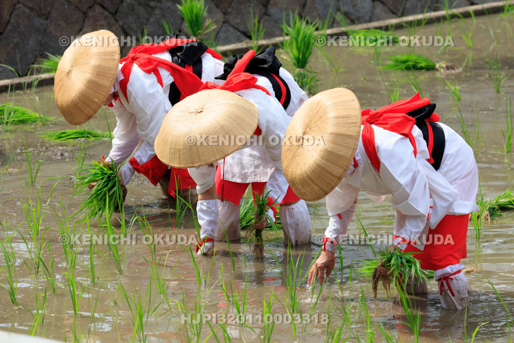 大阪府　住吉大社　御田植神事の替植女