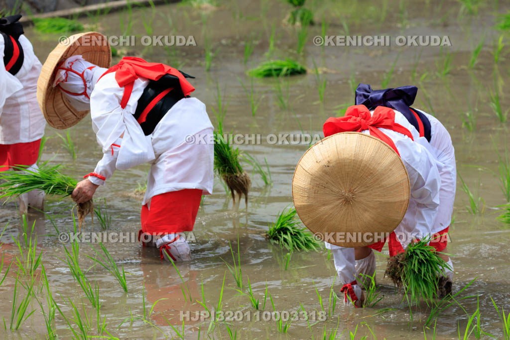 大阪府　住吉大社　御田植神事の替植女