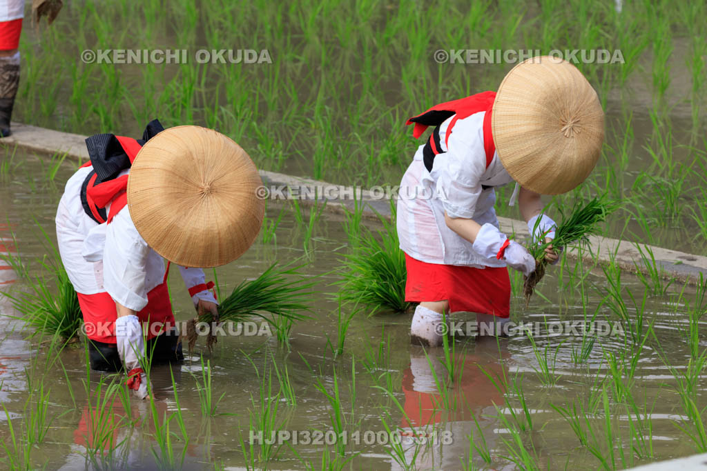 大阪府 住吉大社 御田植神事の替植女