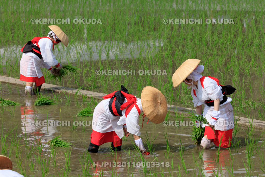 大阪府　住吉大社　御田植神事の替植女