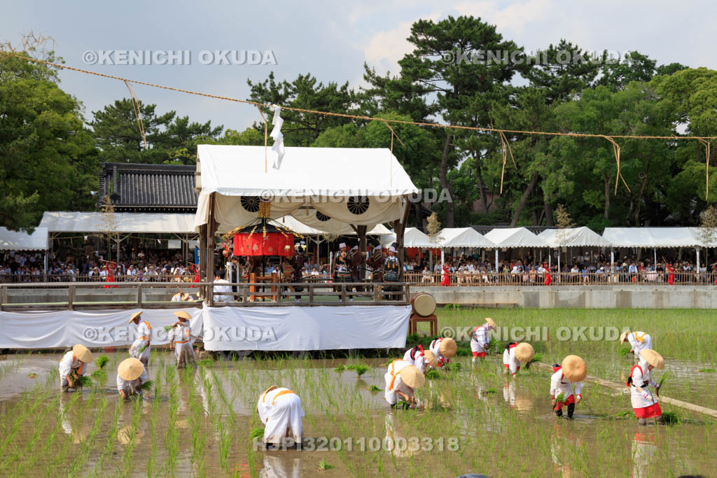 大阪府　住吉大社　御田植神事
