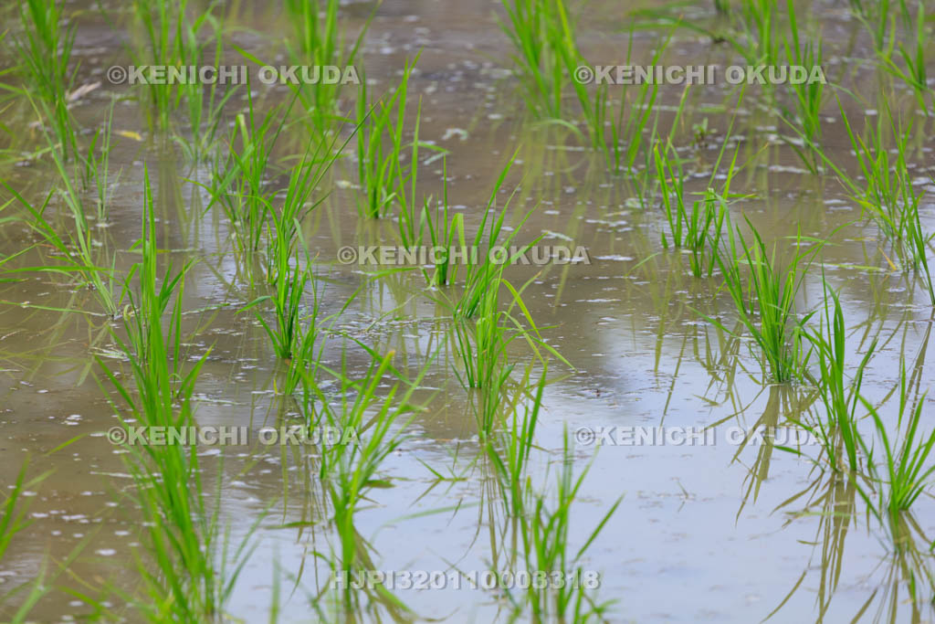 大阪府　住吉大社　御田植神事の御田