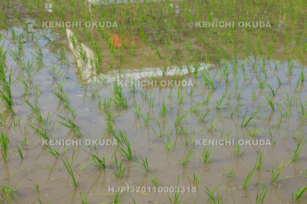 大阪府　住吉大社　御田植神事の御田