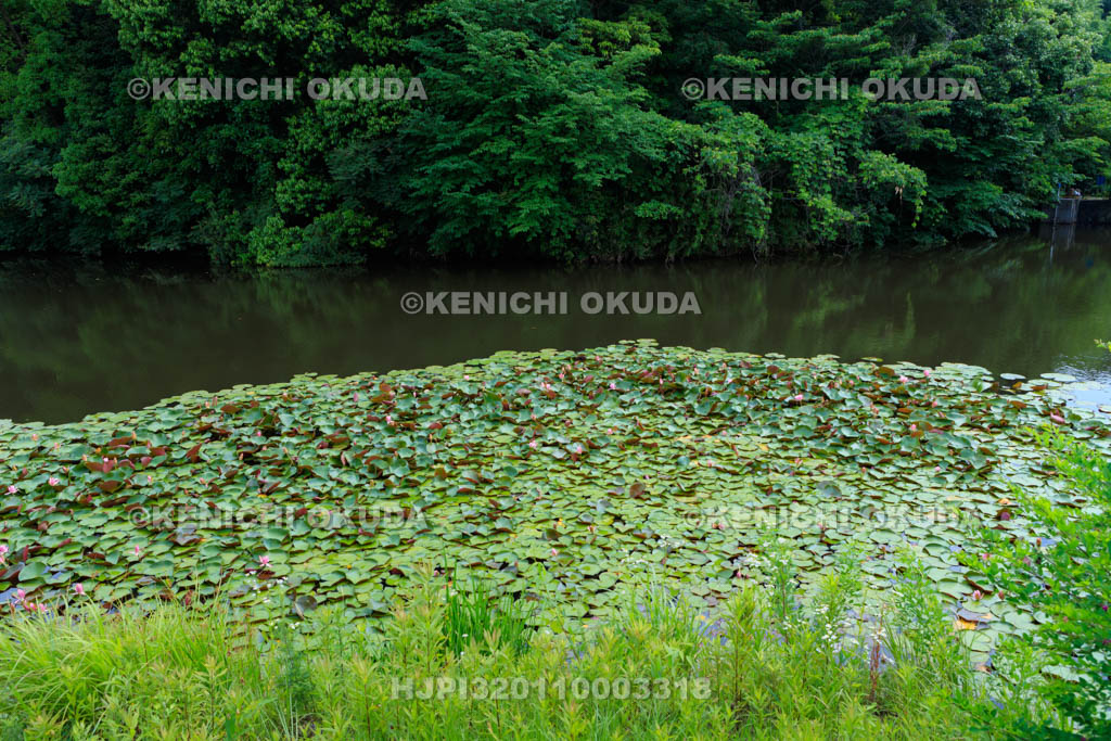 大阪府　信太の森の鏡池史跡公園　鏡池