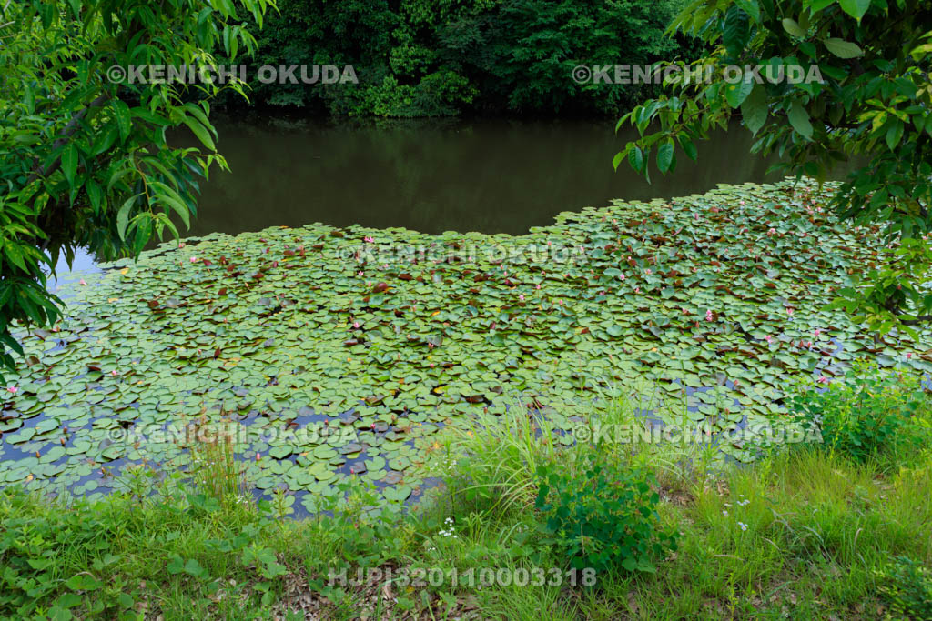 大阪府 信太の森の鏡池史跡公園 鏡池