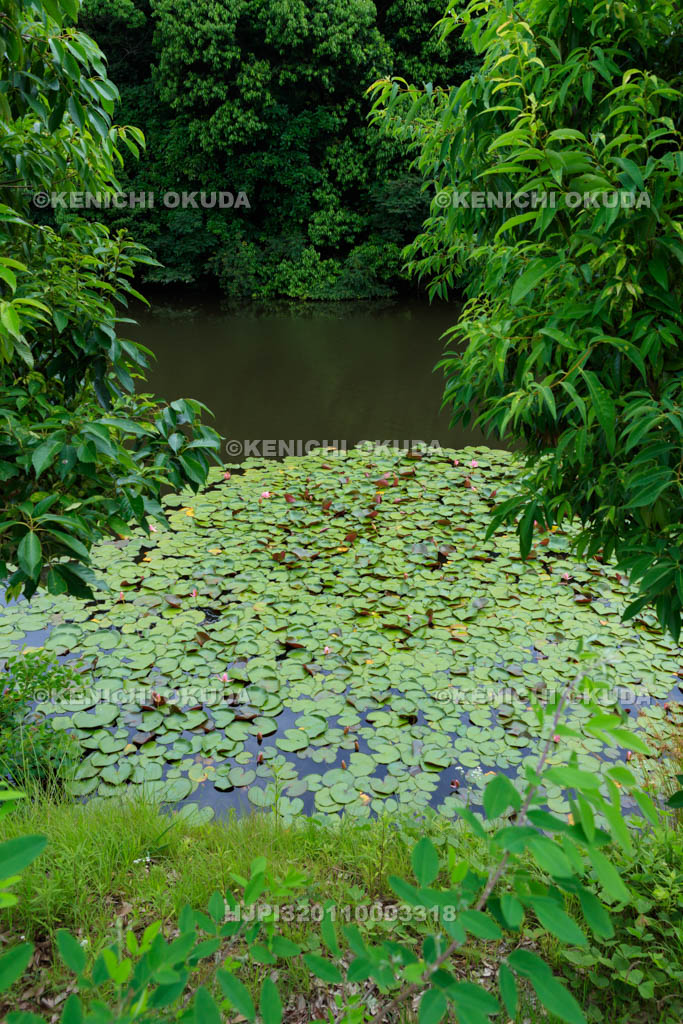 大阪府　信太の森の鏡池史跡公園　鏡池