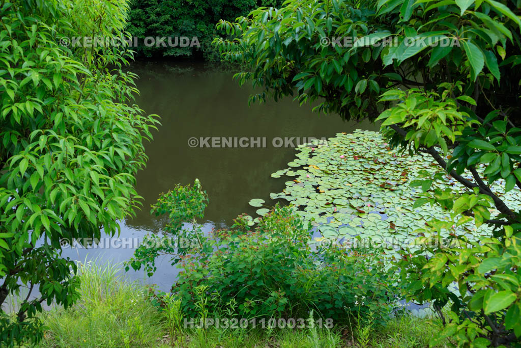 大阪府 信太の森の鏡池史跡公園 鏡池