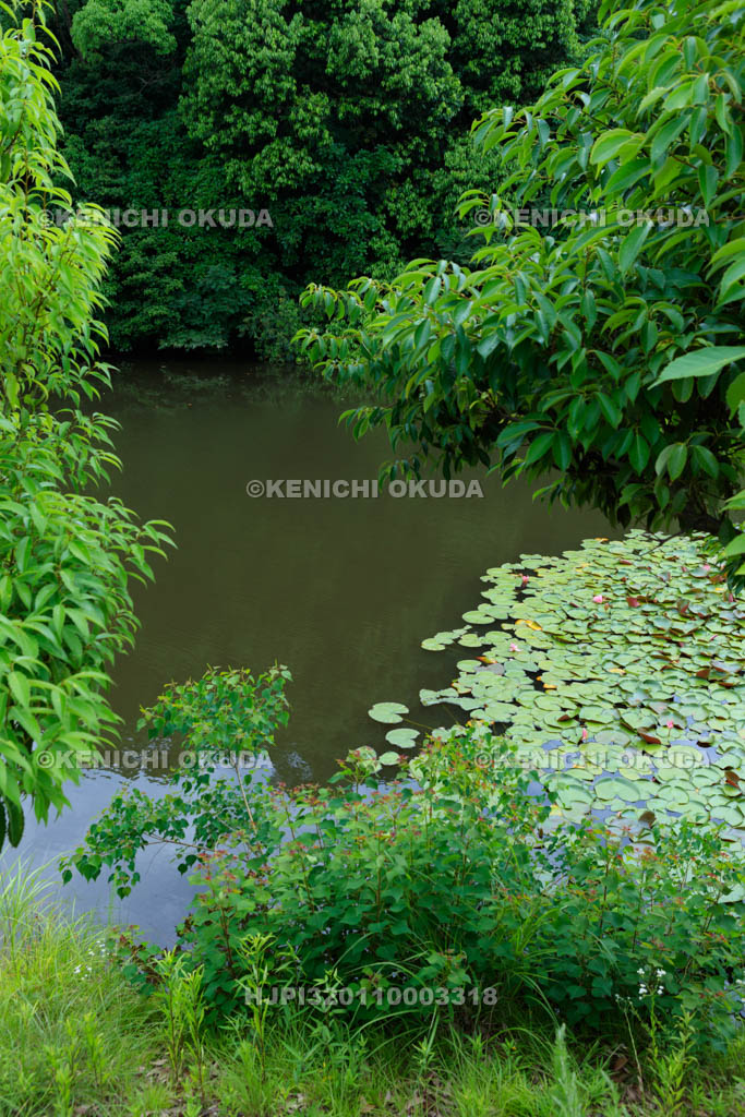 大阪府　信太の森の鏡池史跡公園　鏡池