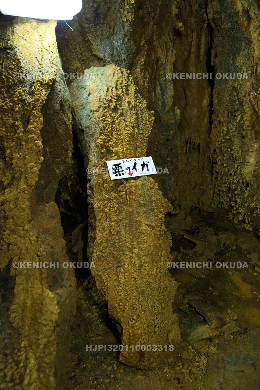 岐阜県　大滝鍾乳洞の洞内　栗のイガ