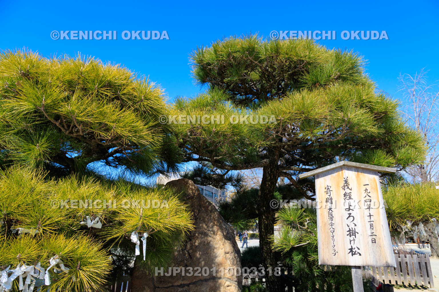 大阪府　四天王寺　義経よろい掛け松
