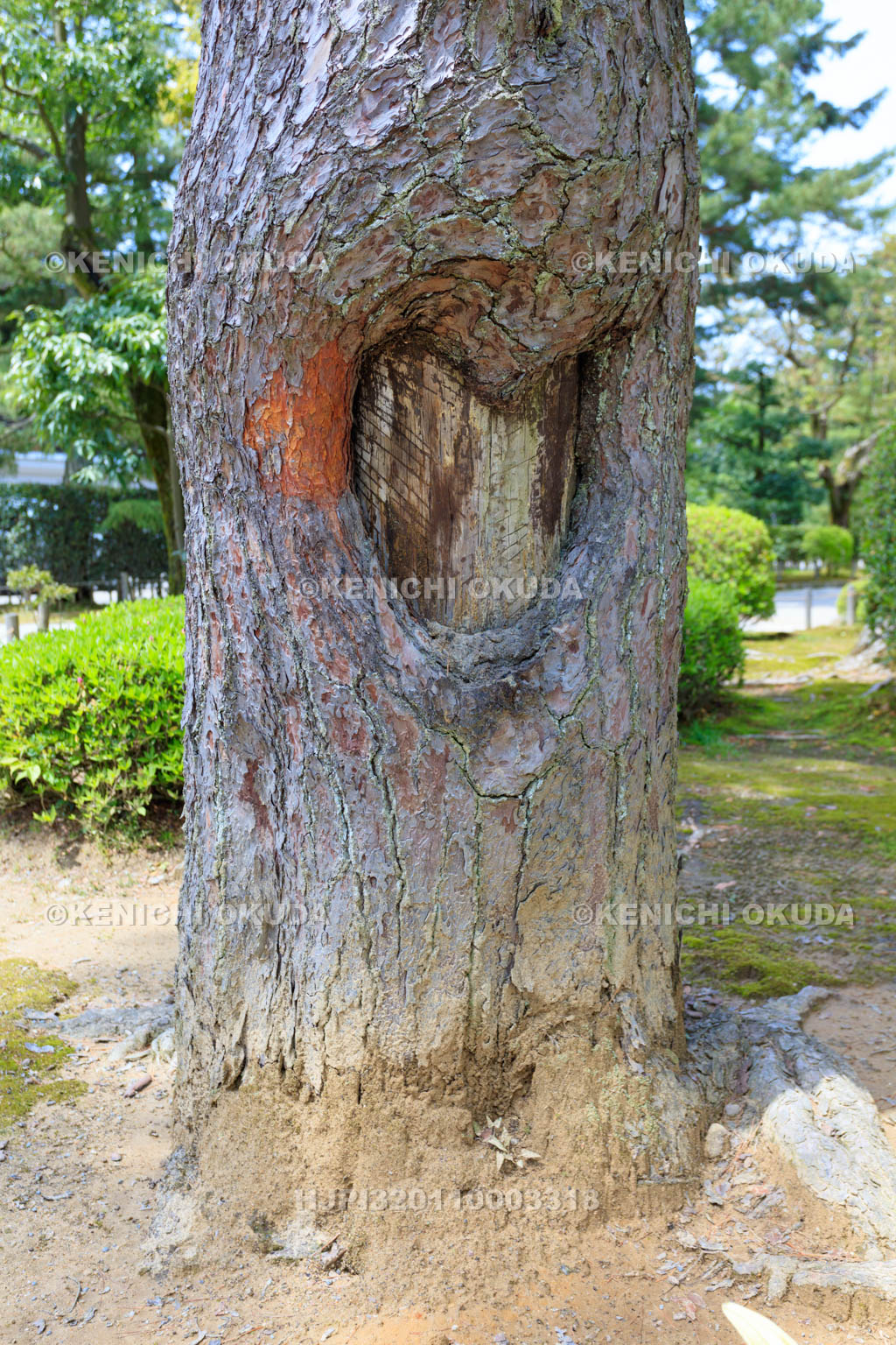 石川県　兼六園　松の傷