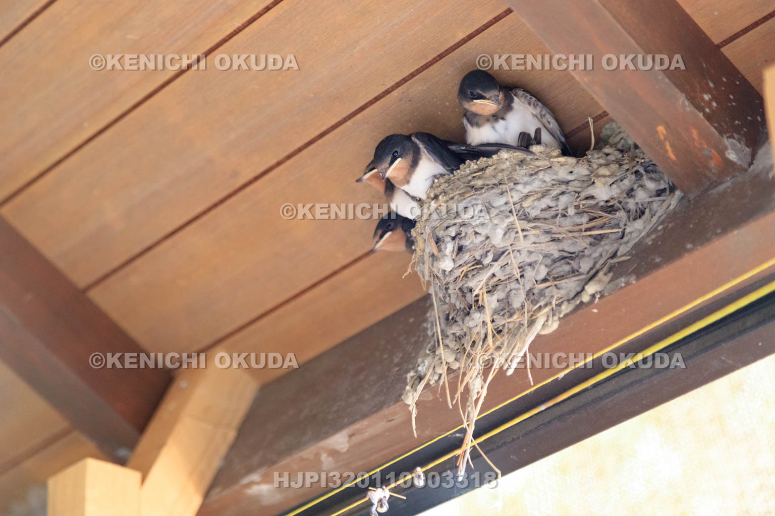 奈良県 ツバメの巣とヒナ