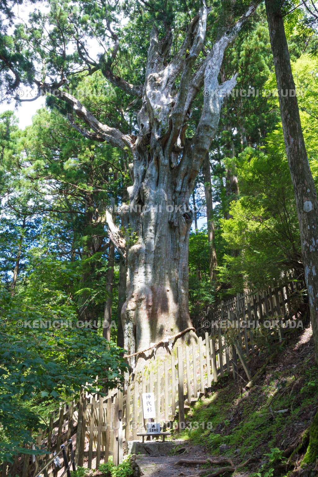 奈良県　玉置神社の神代杉