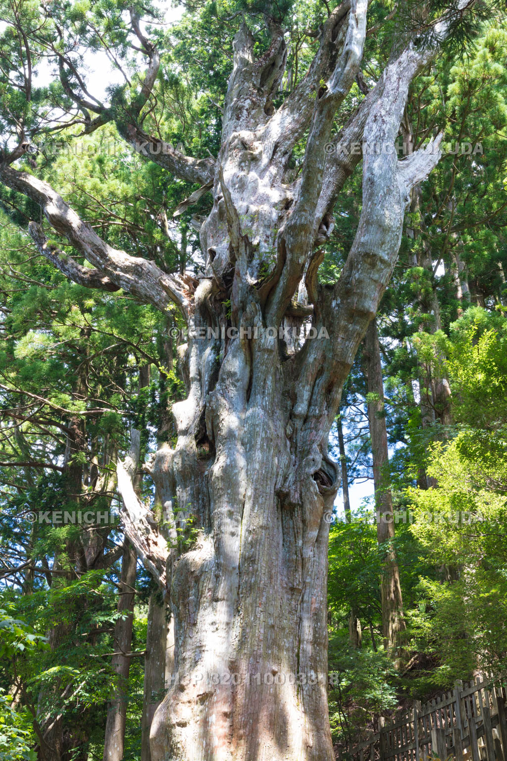 奈良県　玉置神社の神代杉