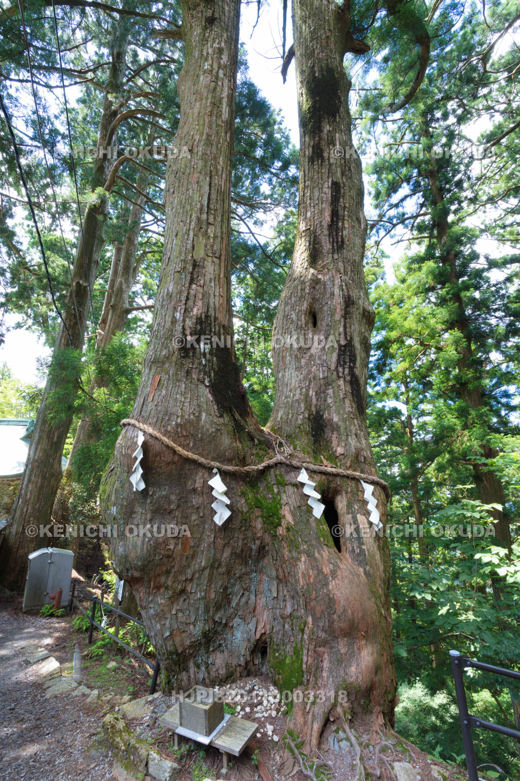 奈良県　玉置神社の夫婦杉