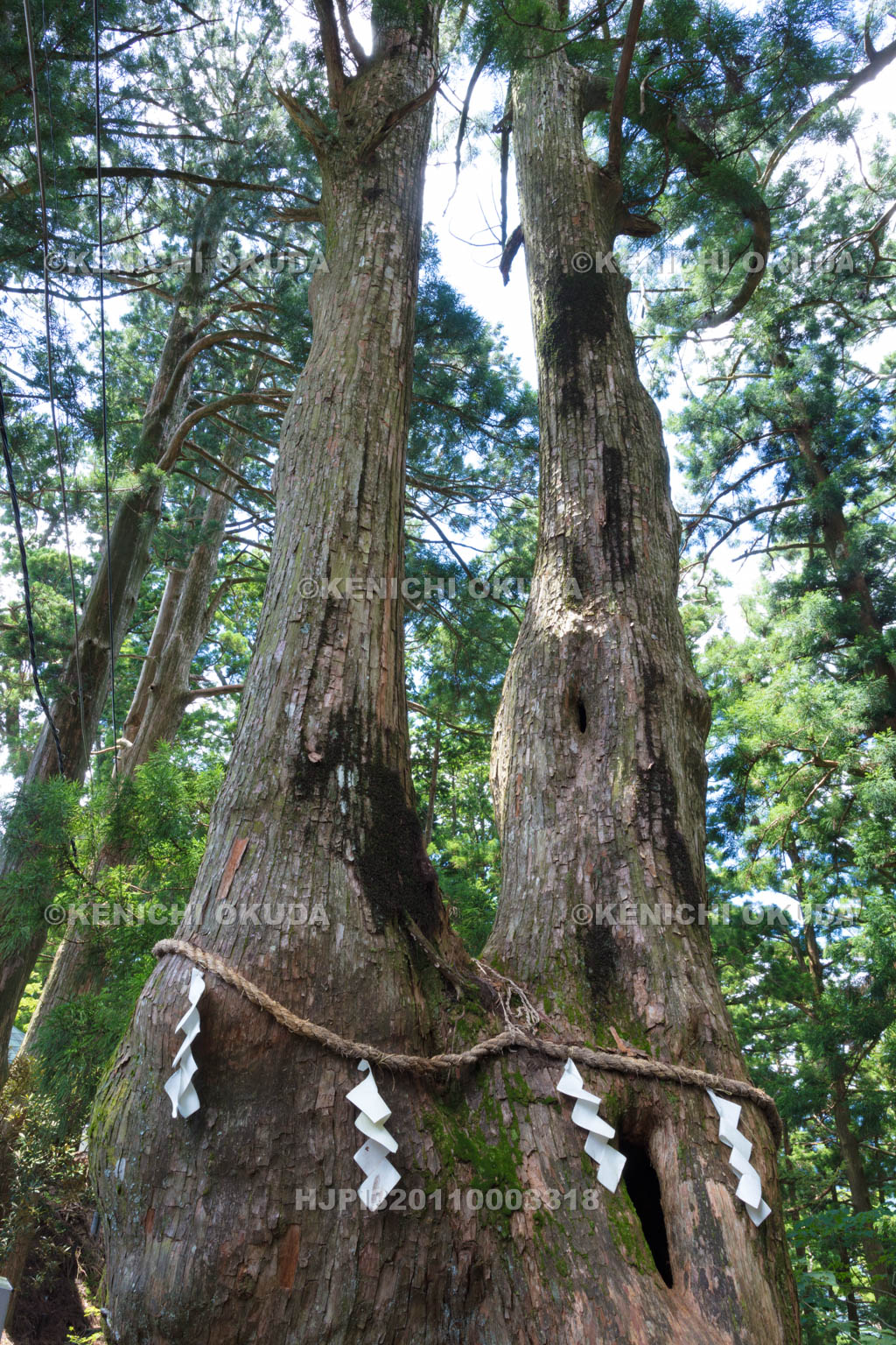 奈良県　玉置神社の夫婦杉