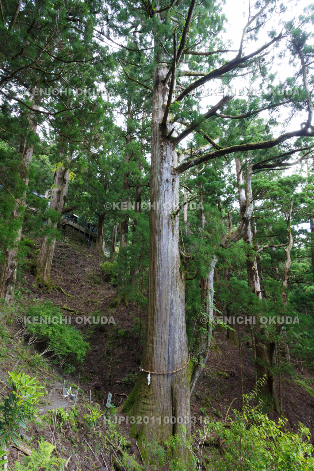 奈良県 玉置神社の大杉
