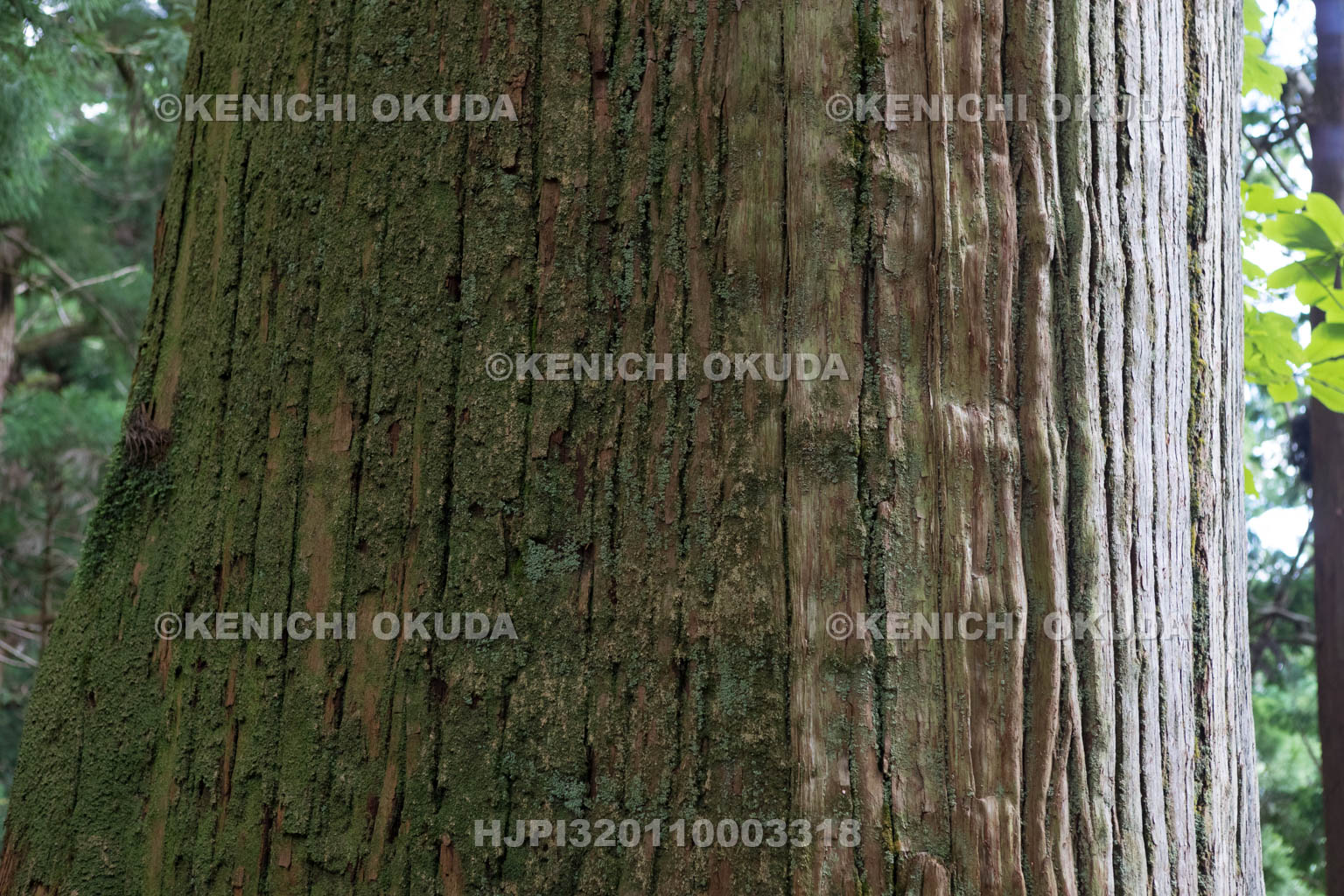 奈良県　玉置神社の大杉