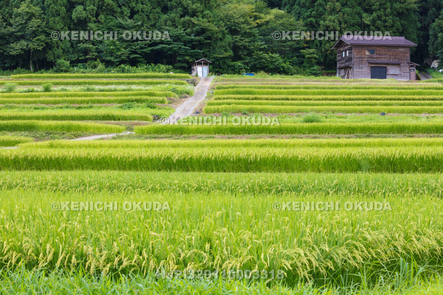 岐阜県　白川郷の棚田