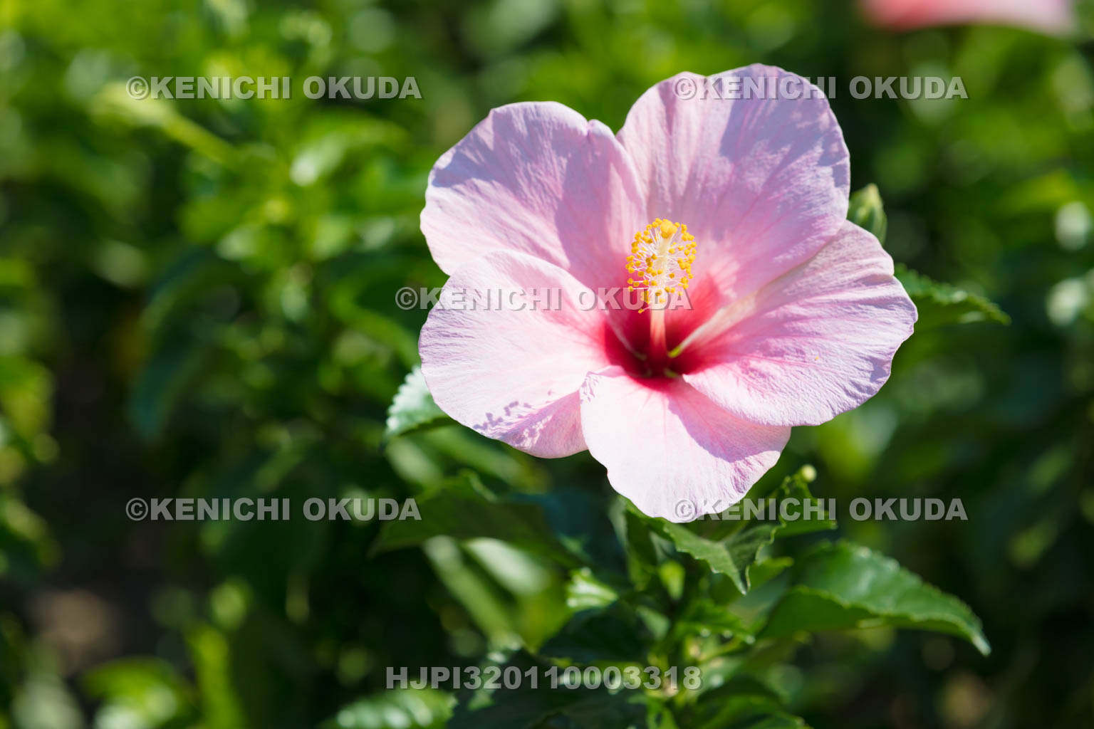 ハイビスカス　エラブの春