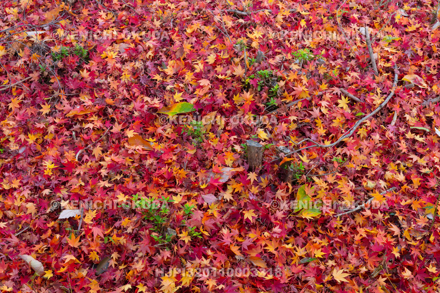 奈良県　紅葉の絨毯