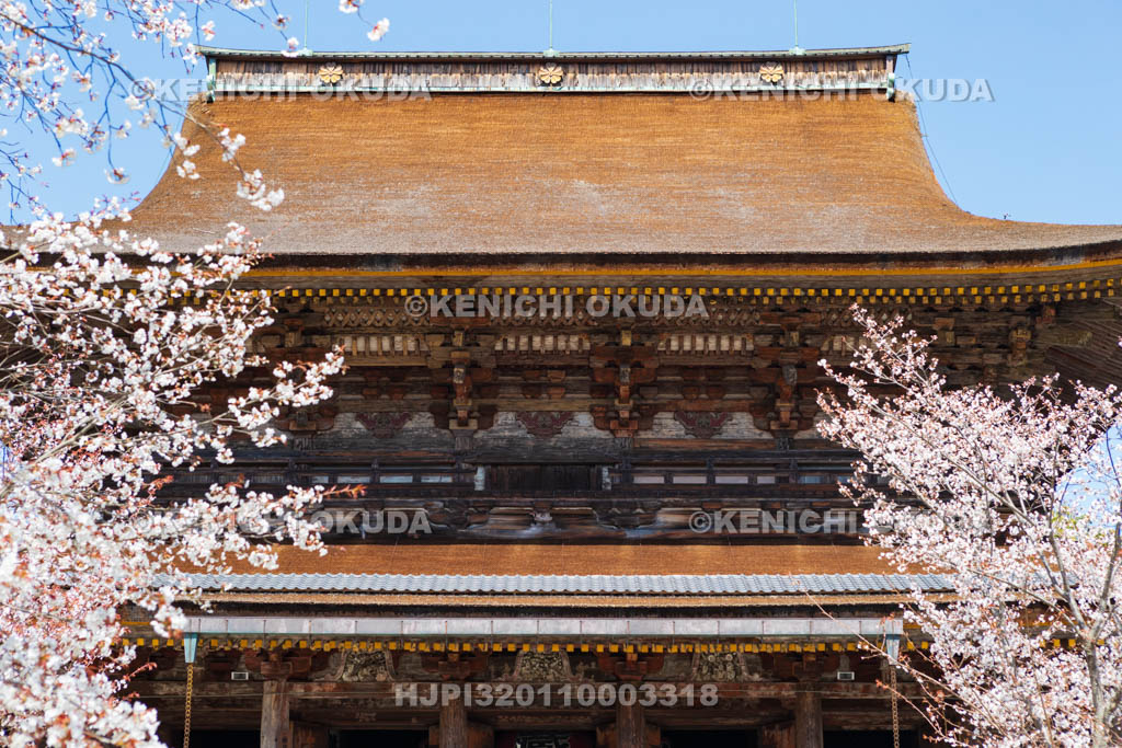 奈良県　金峯山寺　桜と蔵王堂