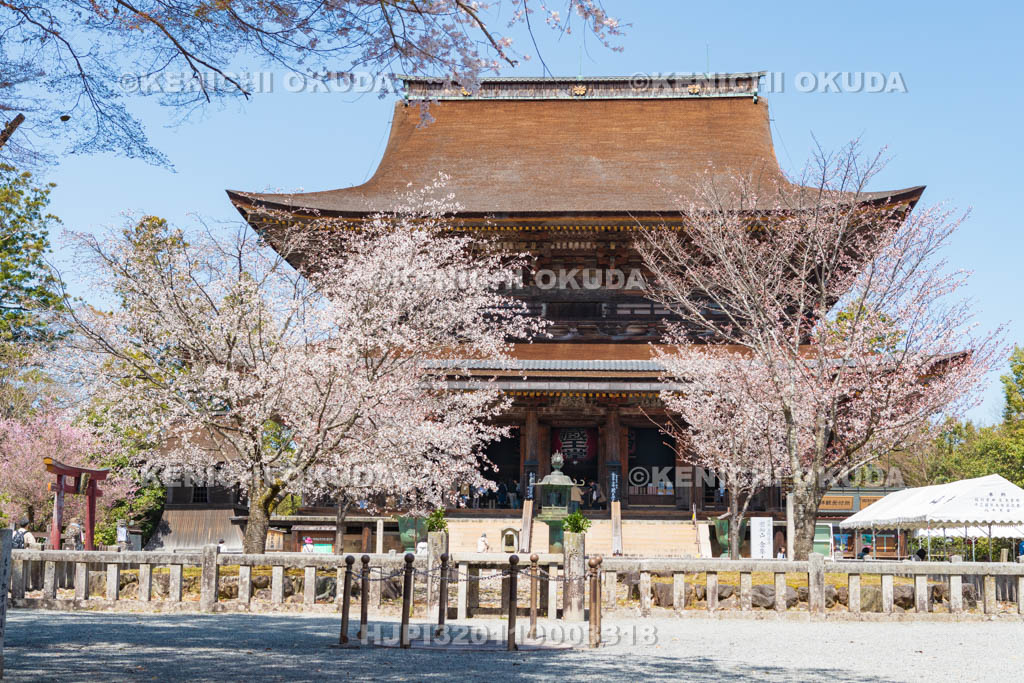 奈良県　金峯山寺　桜と蔵王堂