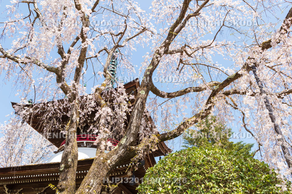 奈良県　東南院　桜と多宝塔