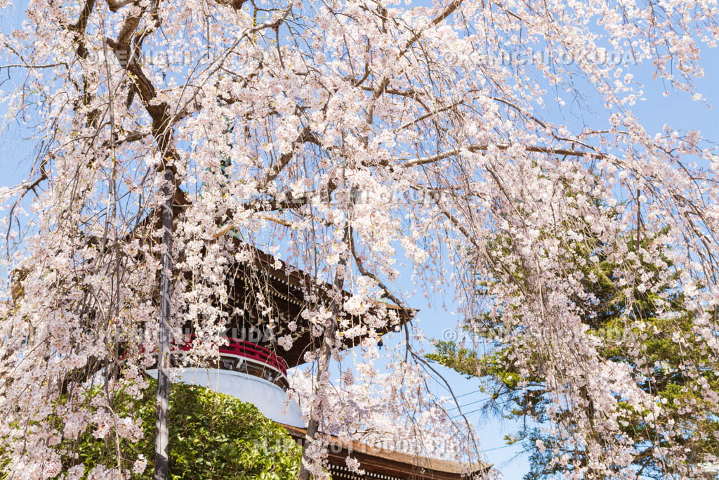 奈良県　東南院　桜と多宝塔