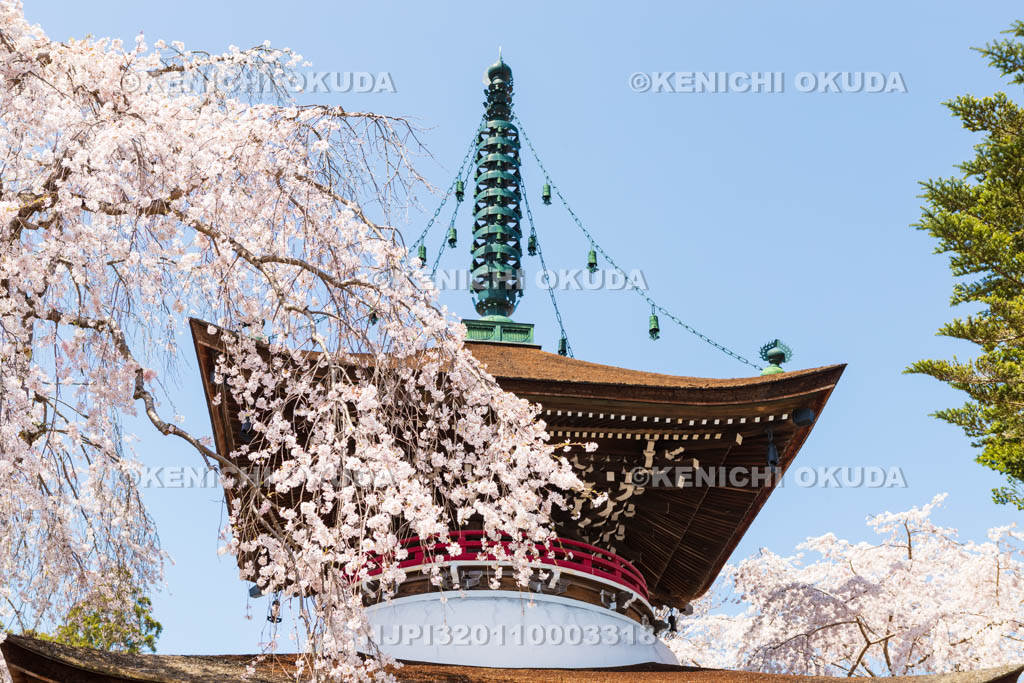 奈良県　東南院　桜と多宝塔