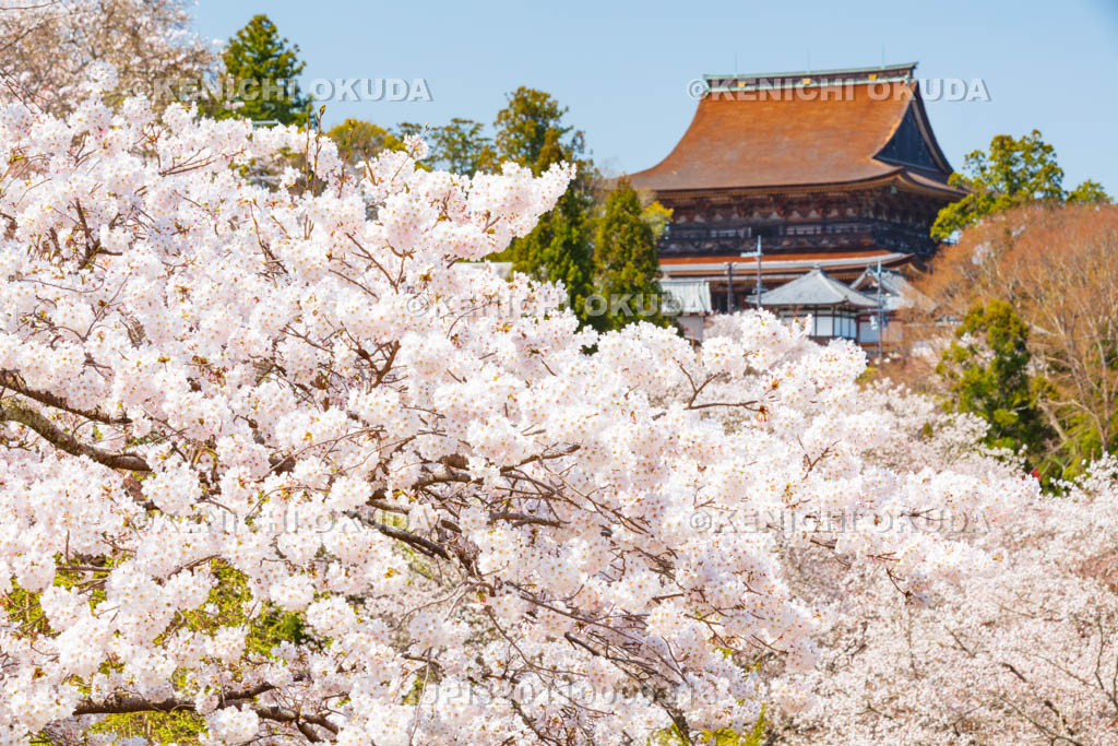 奈良県　金峯山寺　桜と蔵王堂