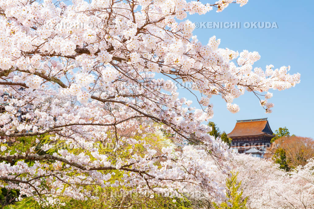 奈良県　金峯山寺　桜と蔵王堂