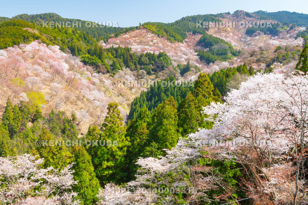 奈良県　吉野山の桜　一目千本