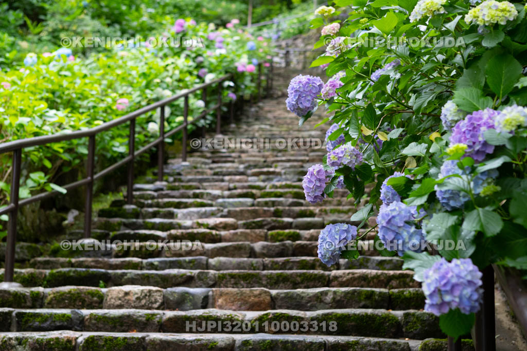 奈良県　長谷寺　嵐の坂のアジサイ