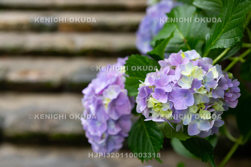 奈良県　長谷寺　嵐の坂のアジサイ