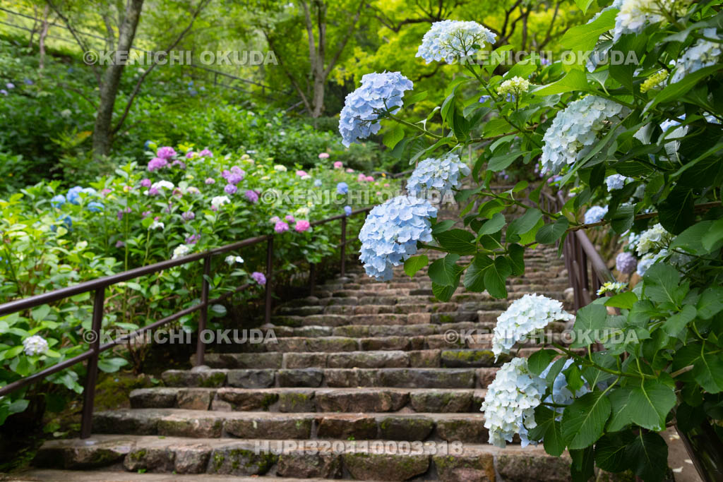 奈良県 長谷寺 嵐の坂のアジサイ
