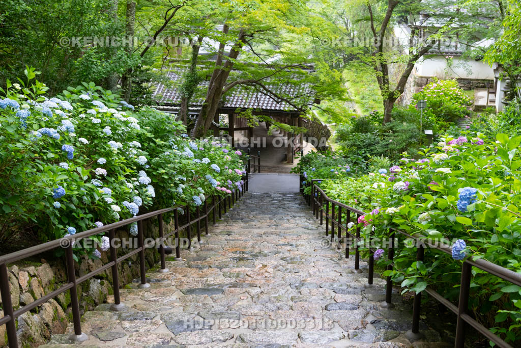 奈良県　長谷寺　嵐の坂のアジサイ