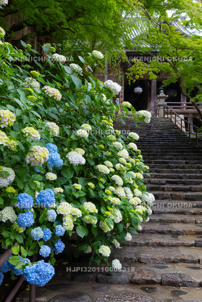 奈良県　長谷寺　アジサイと本堂
