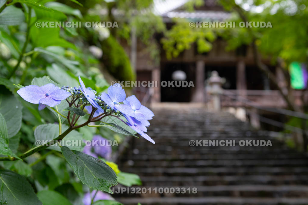 奈良県　長谷寺　アジサイと本堂