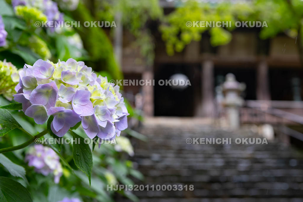 奈良県　長谷寺　アジサイと本堂