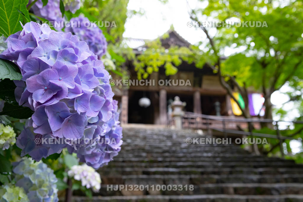 奈良県　長谷寺　アジサイと本堂