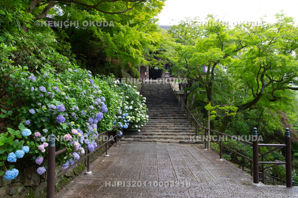 奈良県　長谷寺　アジサイと本堂