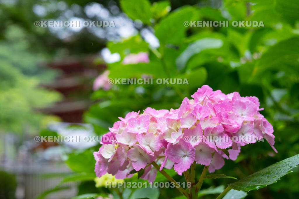 奈良県　長谷寺　アジサイと五重塔