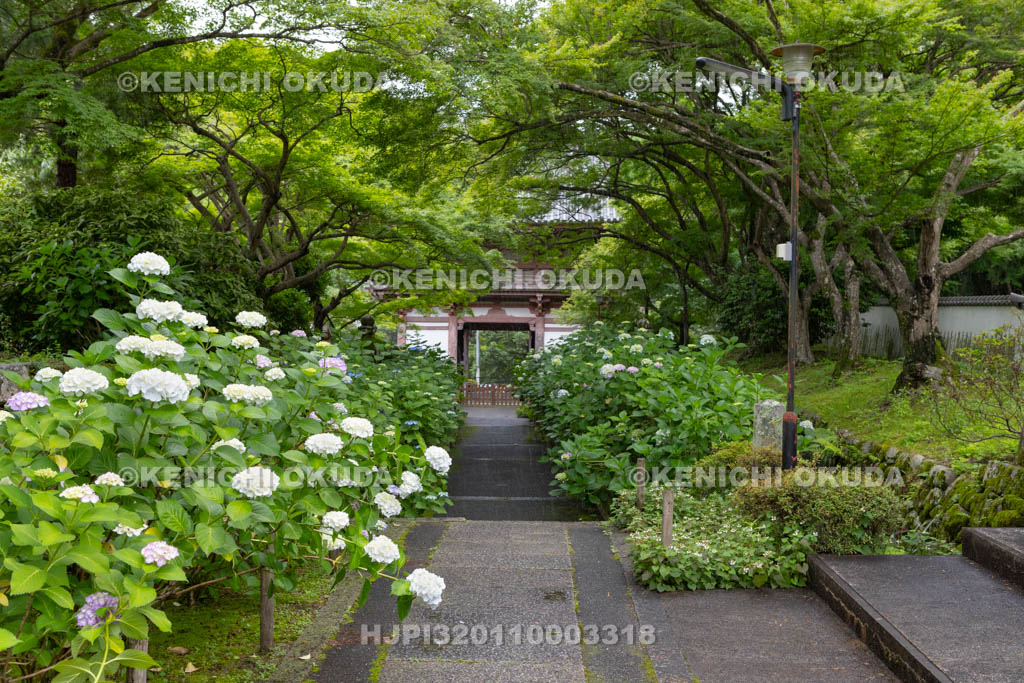 大阪府　久安寺　参道のアジサイ